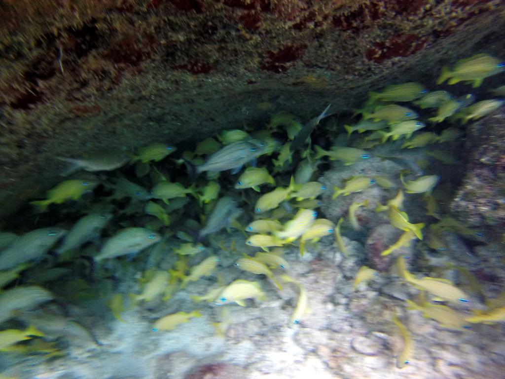 Mima'S Village Cozumel Eksteriør billede