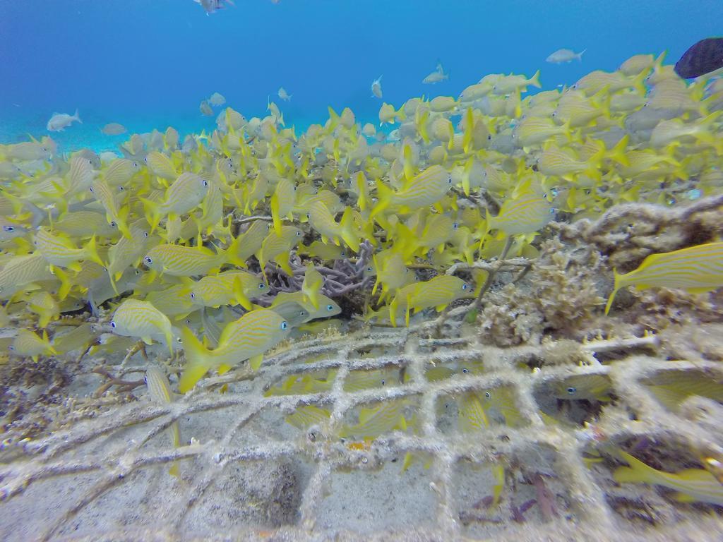 Mima'S Village Cozumel Eksteriør billede